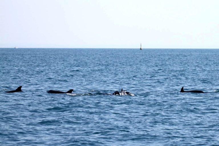Delfini, nuovi avvistamenti a Tor Paterno: “Ormai ne abbiamo identificati oltre 200”