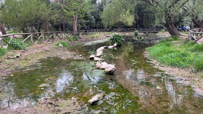 Pesci e tartarughe senz’acqua nel parco degli Acquedotti: lo stagno si è quasi prosciugato